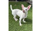 Adopt Lexi a White - with Brown or Chocolate Fox Terrier (Toy) / Poodle (Toy or