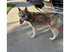 Adopt Stella a Red/Golden/Orange/Chestnut Husky / Mixed dog in Selma
