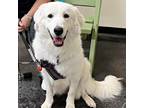 Adopt Willow a White - with Tan, Yellow or Fawn Great Pyrenees / Mixed dog in