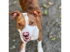 Adopt Annabelle a Brown/Chocolate Mixed Breed (Medium) / Mixed dog in St.