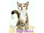 Adopt Madonna a Calico / Mixed (short coat) cat in Mooresvillle, NC (37983346)