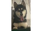 Adopt Ethan a Black - with White Siberian Husky / Mixed dog in Newburgh