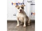Adopt Appa a White American Pit Bull Terrier / Mixed dog in Montclair