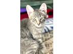 Adopt Cloud a Gray, Blue or Silver Tabby Domestic Shorthair (short coat) cat in