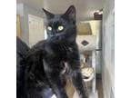 Adopt Madison a All Black Domestic Mediumhair / Mixed cat in Wappingers