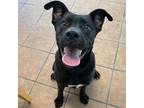 Adopt Emery a Labrador Retriever