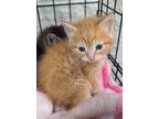 Adopt 1 a Orange or Red Domestic Shorthair / Domestic Shorthair / Mixed cat in