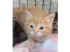 Adopt 2 a Orange or Red Domestic Shorthair / Domestic Shorthair / Mixed cat in