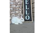 Adopt Peter-Petra a White Other/Unknown / Other/Unknown / Mixed rabbit in