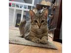 Adopt Stinkin a Brown Tabby Domestic Shorthair (short coat) cat in Kalamazoo