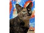 Adopt PARIS a Tortoiseshell