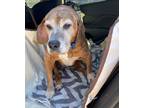 Adopt Lady a Brown/Chocolate - with White Mixed Breed (Medium) / Mixed dog in