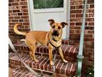 Adopt Gunner a Tan/Yellow/Fawn German Shepherd Dog / Black Mouth Cur / Mixed dog