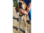 Adopt Bronson a Tricolor (Tan/Brown & Black & White) Hound (Unknown Type) /