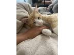 Adopt Wyatt 2 a Domestic Shorthair cat in New York, NY (38074839)