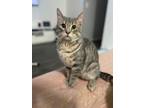 Adopt Hunter a Domestic Shorthair / Mixed cat in Whitestone, NY (37986786)
