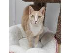 Adopt Luna a Tan or Fawn Tabby Domestic Shorthair / Mixed cat in Bedford