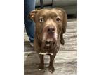 Adopt Hershey a Brindle - with White Pit Bull Terrier / Mixed dog in South Park