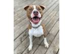 Adopt Ella a Tan/Yellow/Fawn - with White American Pit Bull Terrier / Mixed dog