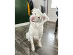 Adopt Banana a White Australian Shepherd / Mixed dog in Indianapolis