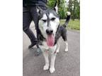 Adopt Moana a Black - with White Siberian Husky / Mixed dog in Sugar Land