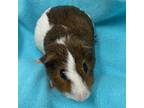 Adopt Peanut Butter Cup a Guinea Pig small animal in Quakertown, PA (37987640)