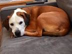 Adopt Petey a Red/Golden/Orange/Chestnut - with White Beagle / Jack Russell