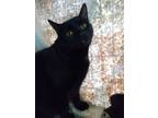 Adopt Kamala a All Black American Shorthair (short coat) cat in Bethel