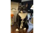 Adopt Diamond a Domestic Shorthair cat in Honolulu, HI (37988095)