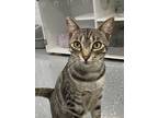 Adopt Winny a Gray or Blue (Mostly) Domestic Shorthair cat in Honolulu