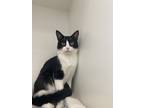 Adopt Buster a White (Mostly) Domestic Shorthair cat in Honolulu, HI (37988106)