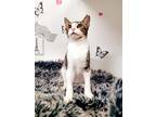 Adopt Gizmo a White (Mostly) Domestic Shorthair cat in Honolulu, HI (37988108)