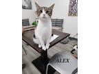 Adopt Alex a Domestic Shorthair cat in Honolulu, HI (37988131)