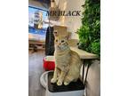 Adopt Mr. Black a Domestic Shorthair cat in Honolulu, HI (37988133)
