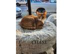 Adopt Chase a Domestic Shorthair cat in Honolulu, HI (37988135)