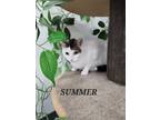 Adopt Summer a Domestic Shorthair cat in Honolulu, HI (37988136)