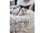 Adopt Tatiana a Domestic Shorthair cat in Honolulu, HI (37988137)