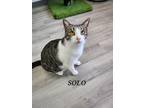Adopt Solo a Domestic Shorthair cat in Honolulu, HI (37988138)