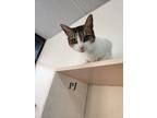 Adopt PJ - "Penelope Jasmine" a Domestic Shorthair cat in Honolulu