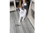 Adopt Luka a Domestic Shorthair cat in Honolulu, HI (37988141)