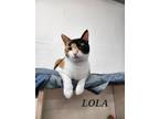 Adopt Lola a Domestic Shorthair cat in Honolulu, HI (37988142)