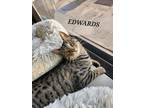 Adopt Edwards a Domestic Shorthair cat in Honolulu, HI (37988145)
