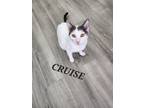 Adopt Cruise a Domestic Shorthair cat in Honolulu, HI (37988146)