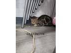 Adopt Claudette a Domestic Shorthair cat in Honolulu, HI (37988147)