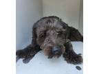 Adopt Macie a Black Terrier (Unknown Type, Small) / Mixed dog in Selma