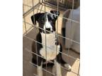 Adopt Colby a Black - with White Border Collie / Mixed Breed (Medium) dog in