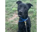 Adopt Shadow AL a Black Labrador Retriever / Mixed dog in North Little Rock