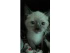 Adopt SKY a Siamese (short coat) cat in Calimesa, CA (37987648)