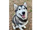 Adopt Stark a Black - with Gray or Silver Siberian Husky / Mixed dog in Winter