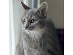 Adopt Storm a Gray or Blue Domestic Shorthair / Mixed cat in Rochester